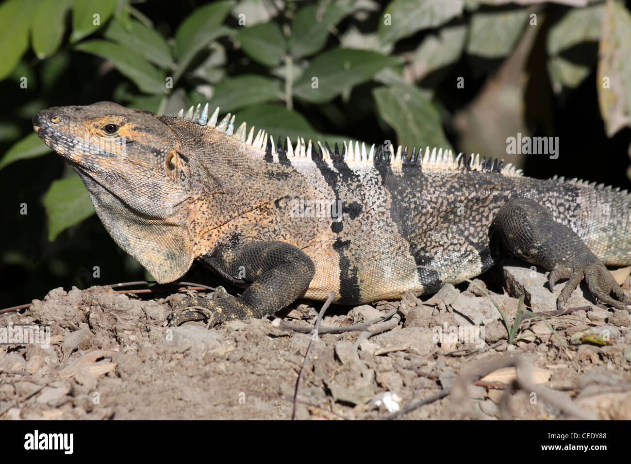 Schwarz, Langusten-tailed Iguana aka Black Iguana oder schwarz Ctenosaur (Ctenosaura Similis) Stockfoto