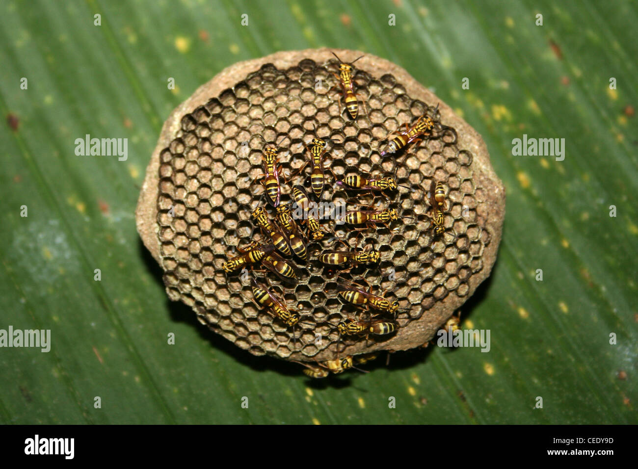 Kreisförmige Wespe Nest, Costa Rica Stockfoto