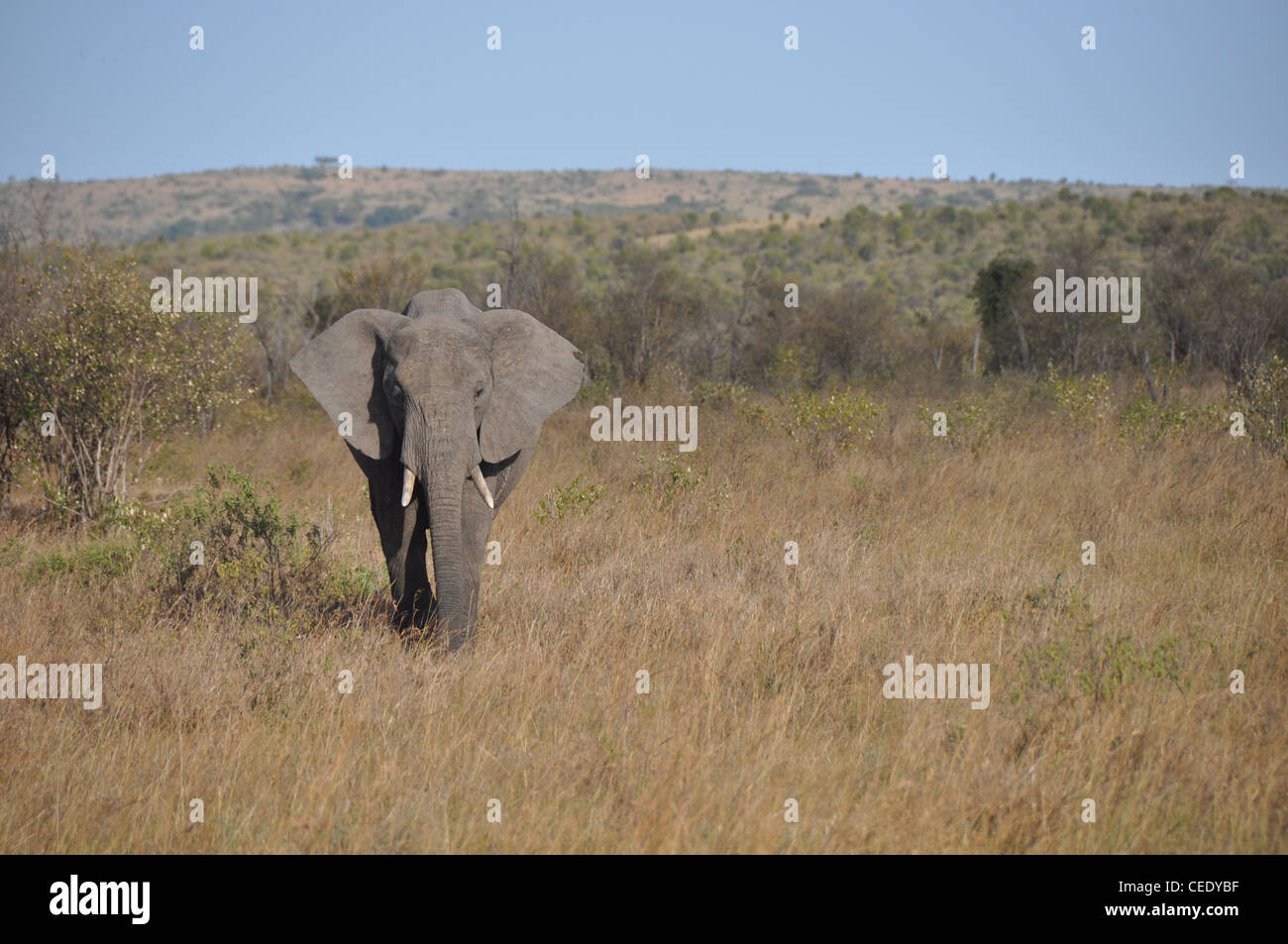 Elefanten in der Savanne Stockfoto