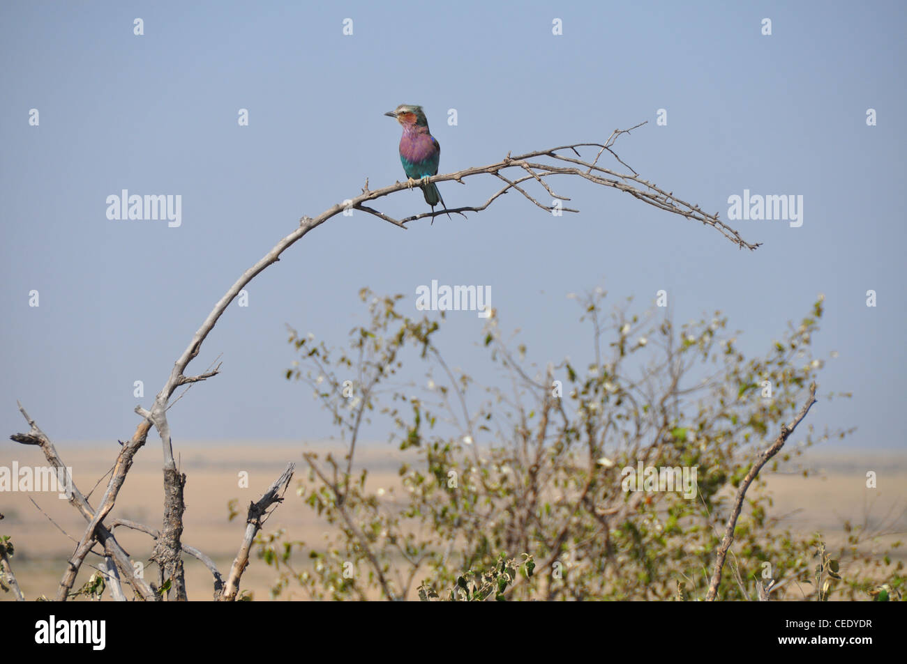 Lilac breasted Roller Vogel Stockfoto