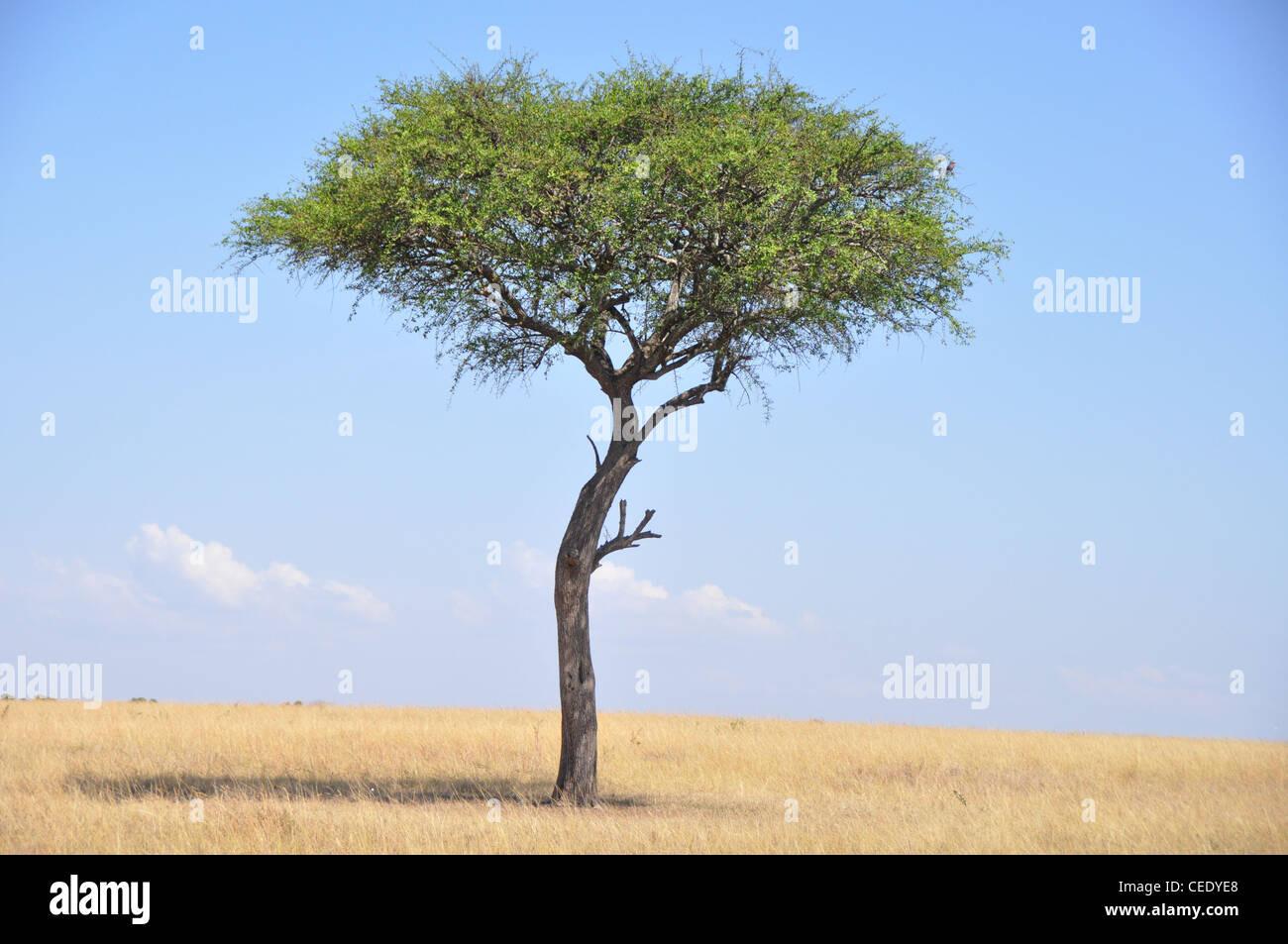 Baum. Savanne, Park Masai Mara, Kenia, Afrika Stockfoto