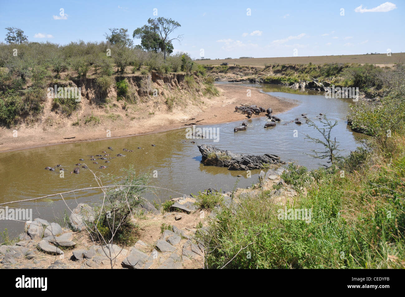 Nilpferd in den Mara river Stockfoto
