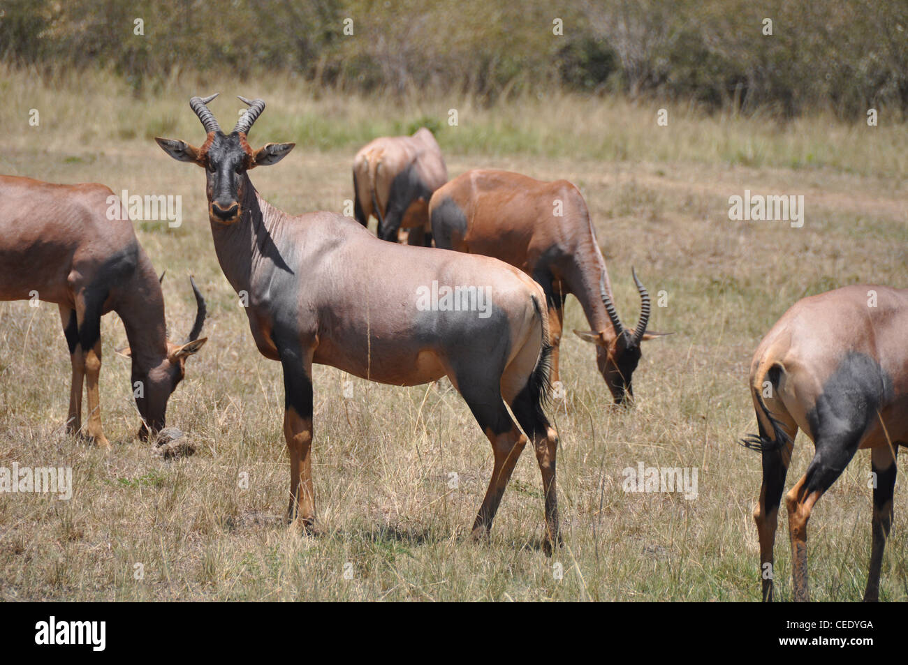 Wilde Topi Antilopen in der Savanne Stockfoto
