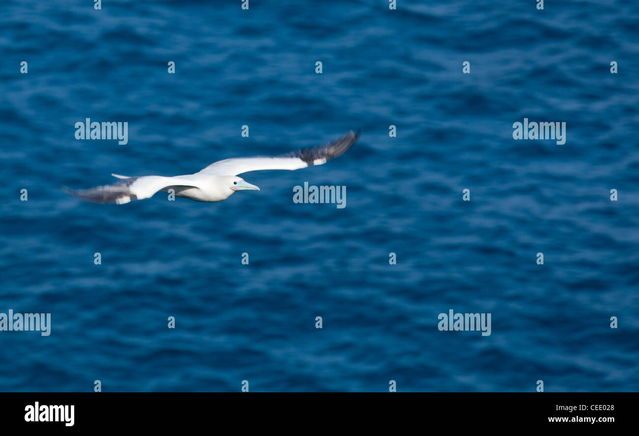 White-tailed Tropicbird fliegen über den Ozean in der Nähe von Kilauae Leuchtturm in Kauai Stockfoto