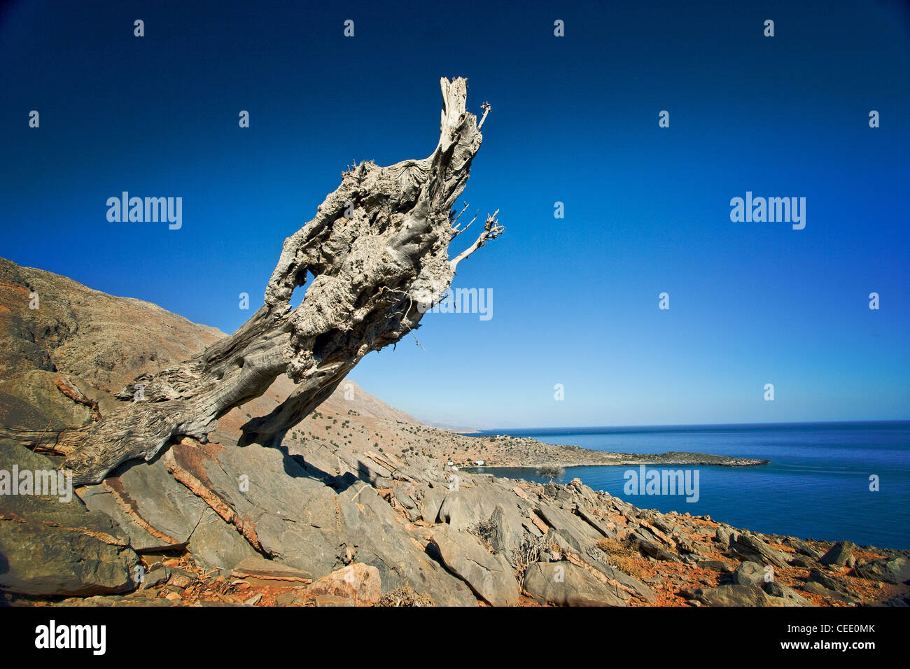 Ein toter olivenbaum -Fotos und -Bildmaterial in hoher Auflsung  Alamy