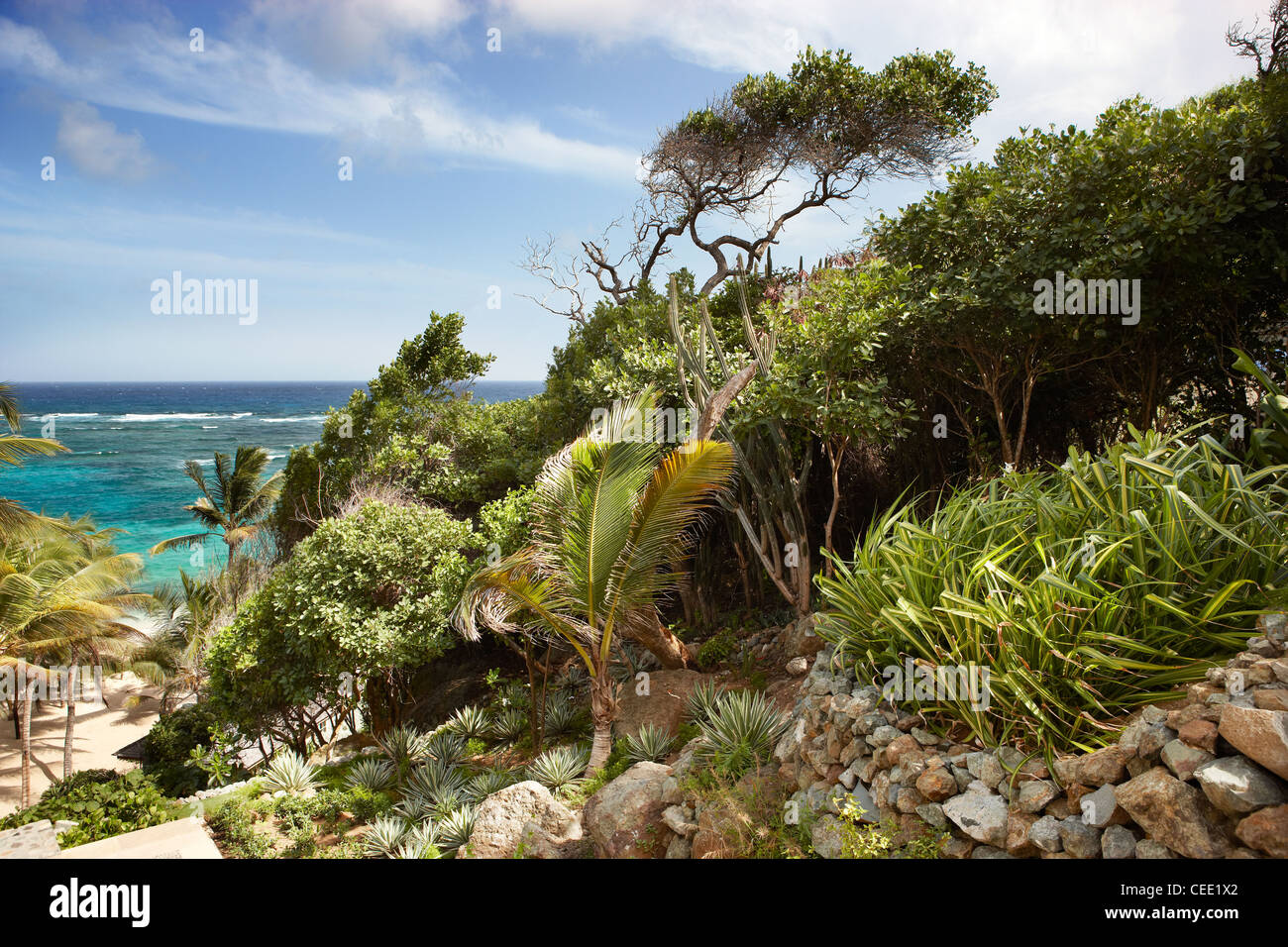 tropische Insel-Bäume und Pflanzen Stockfoto