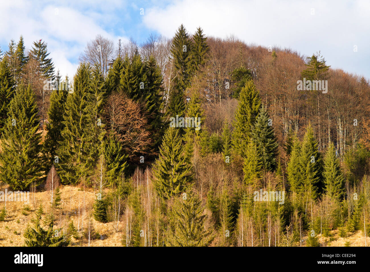 Wald Stockfoto