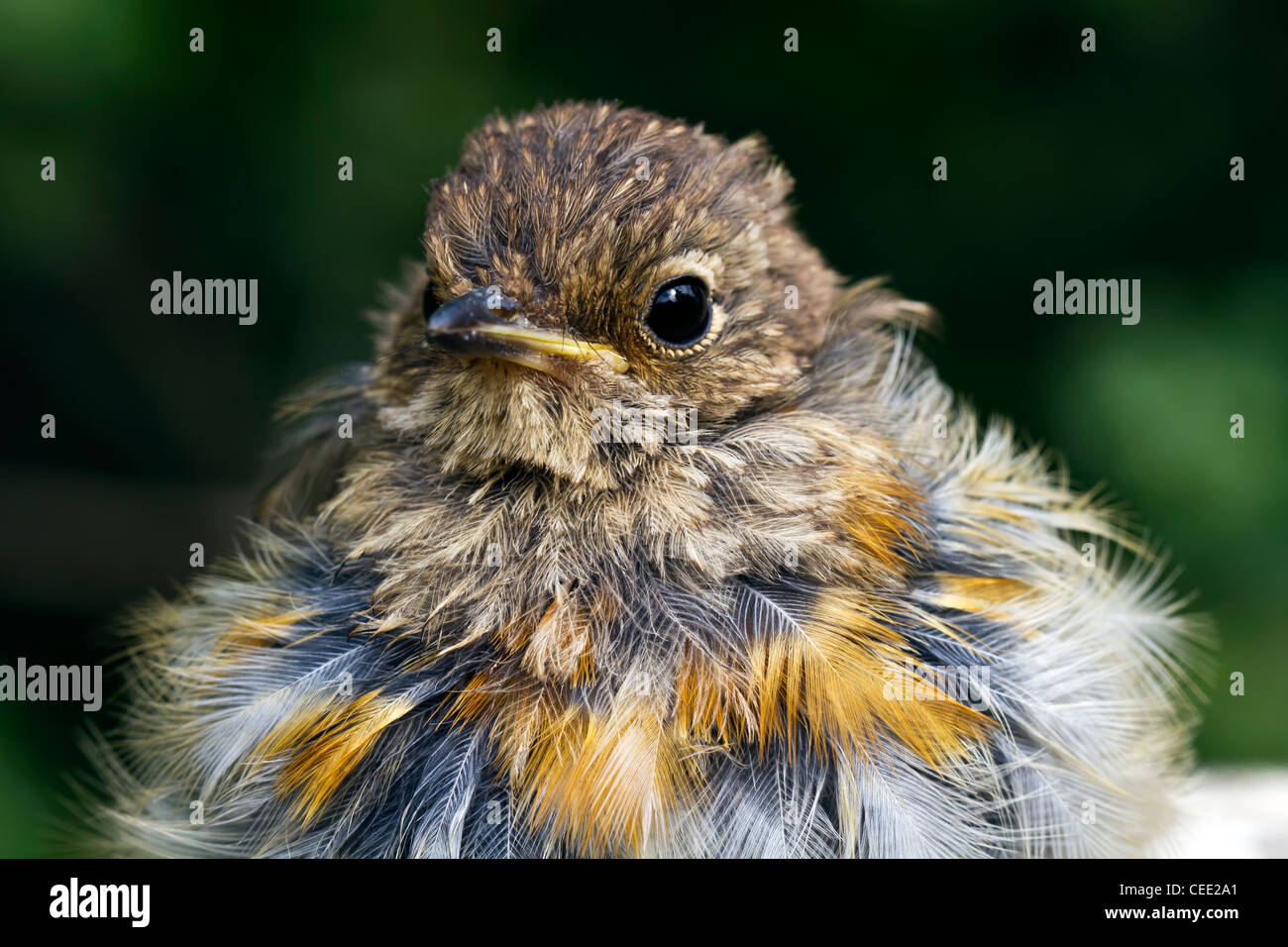 Junge vogel -Fotos und -Bildmaterial in hoher Auflösung – Alamy