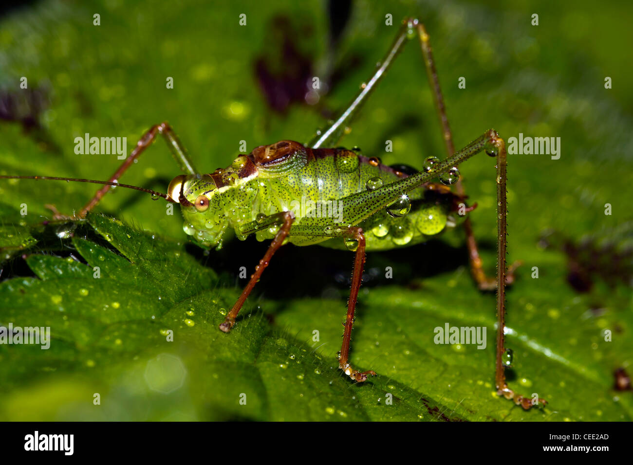 grüne cricket Stockfoto