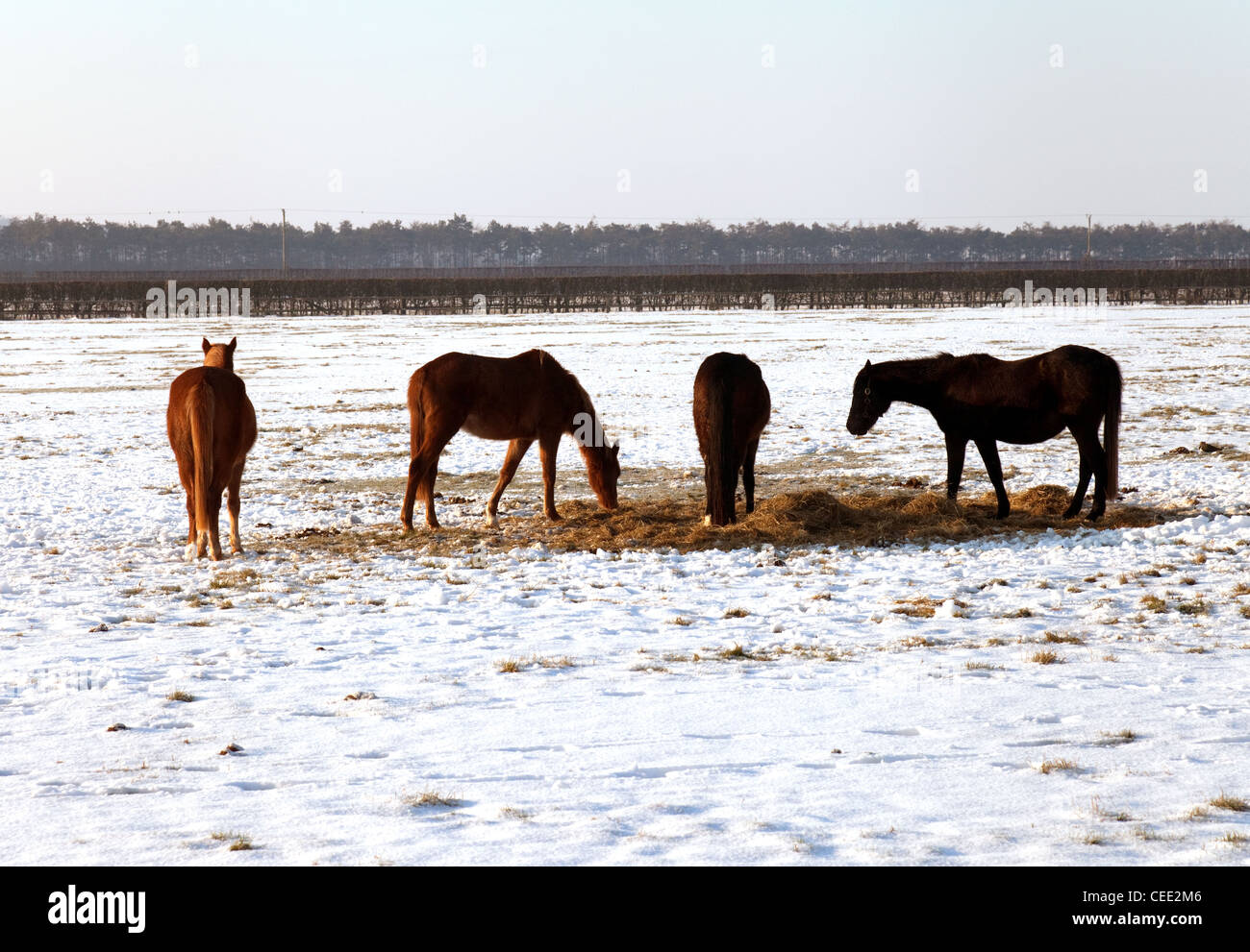 Vier Pferde grasen in einem Feld im Winter Schnee, Newmarket Suffolk UK Stockfoto