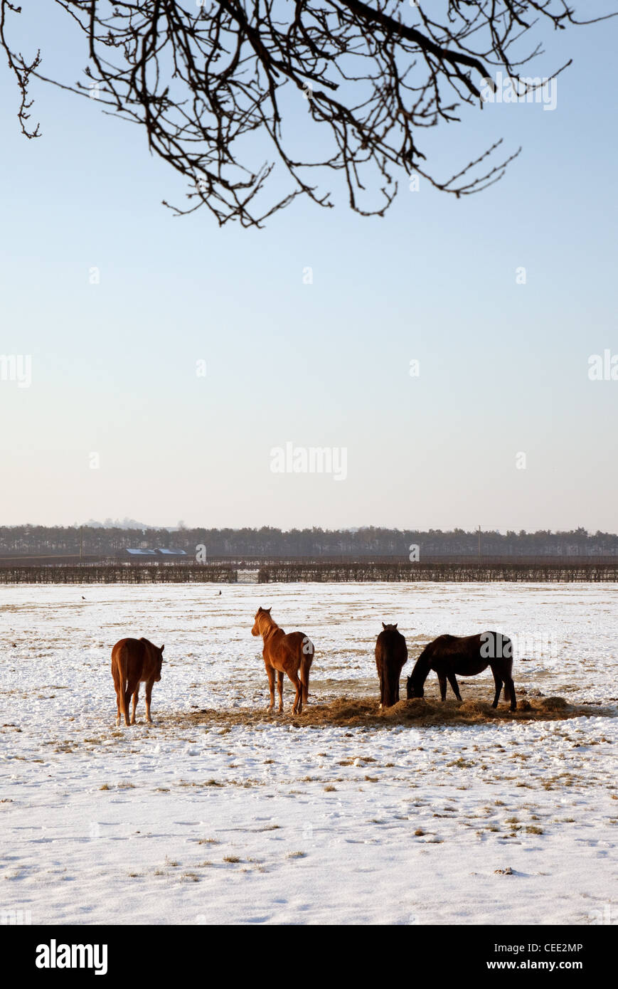 Vier Pferde in ein Schneefeld im Winter, Newmarket Suffolk UK Stockfoto