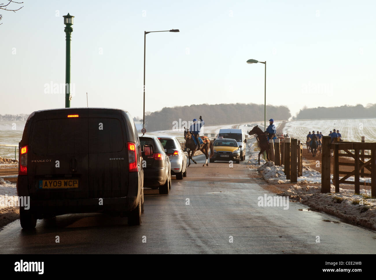 Rennpferde beim Überqueren der Straße im Winter, Newmarket Suffolk UK Stockfoto