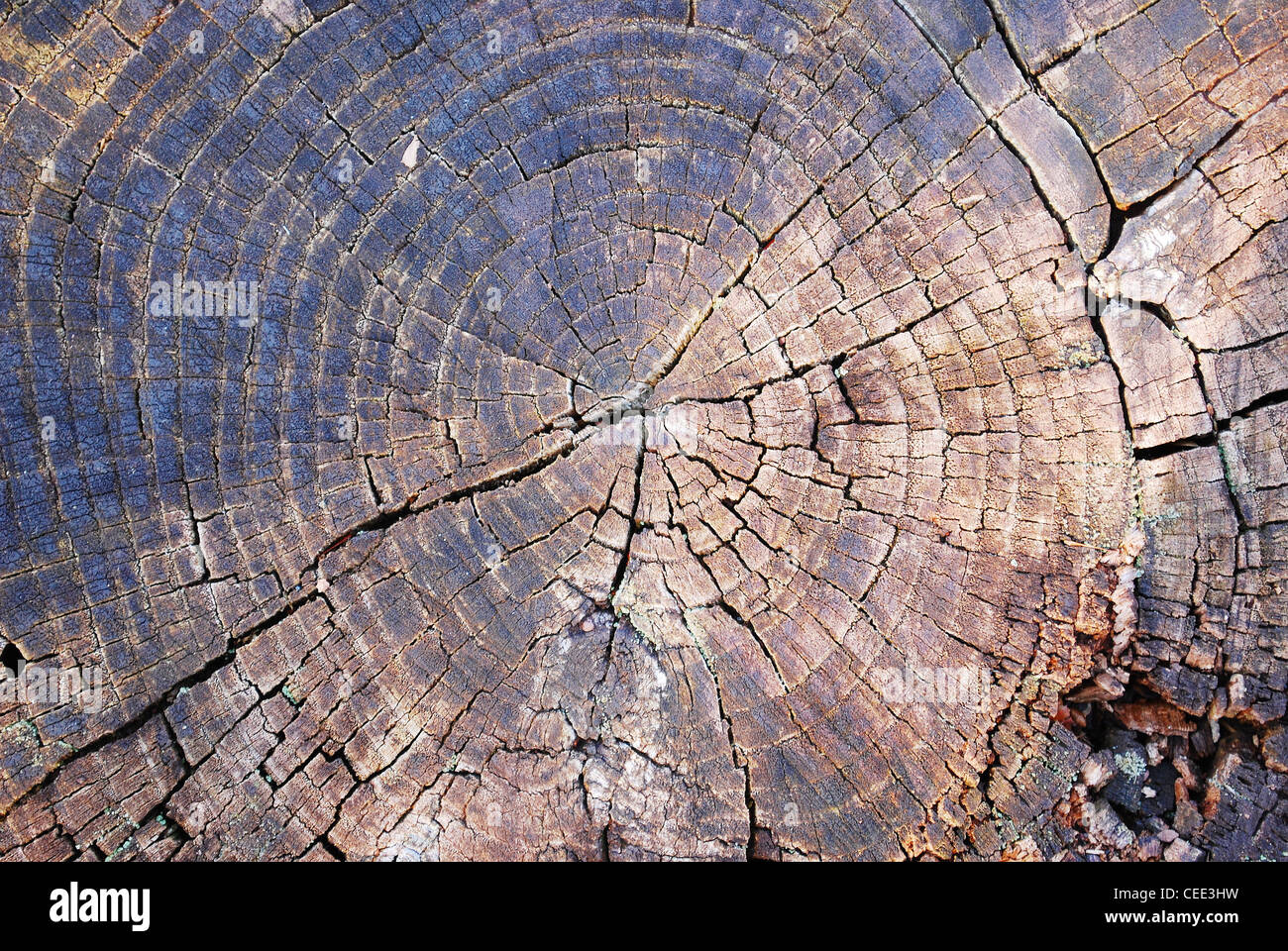 Baum, Textur, Kreuz, Kreis, Kortex, Diagonal, Rinde, Nahaufnahme Stockfoto