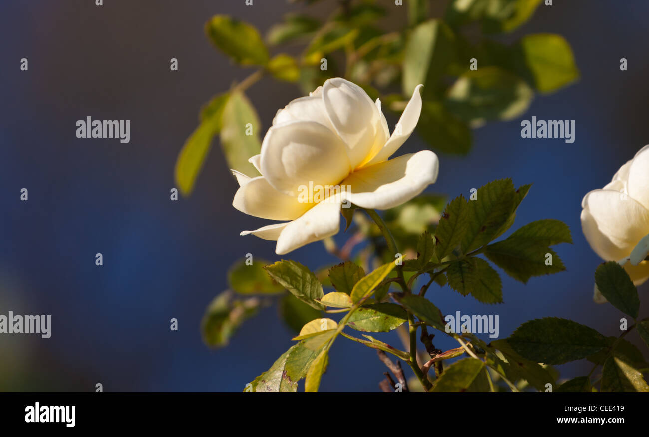 Die letzte Rose für die Saison zeigt seine Schönheit. Aus einem Rosengarten Süden Skandinaviens. Stockfoto