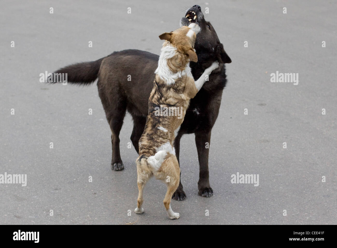 Freilebenden Hund spielen in Pompeji Italien Canis Lupus dingo Stockfoto