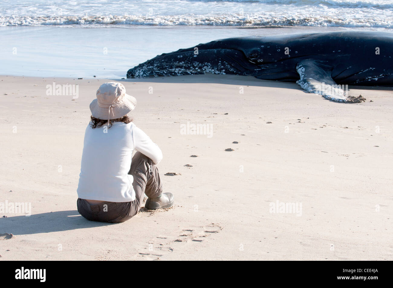 Strände Wale, die ich auf NSW South Coast Beach gefunden. Ich alarmierte die Rescue Team Stockfoto