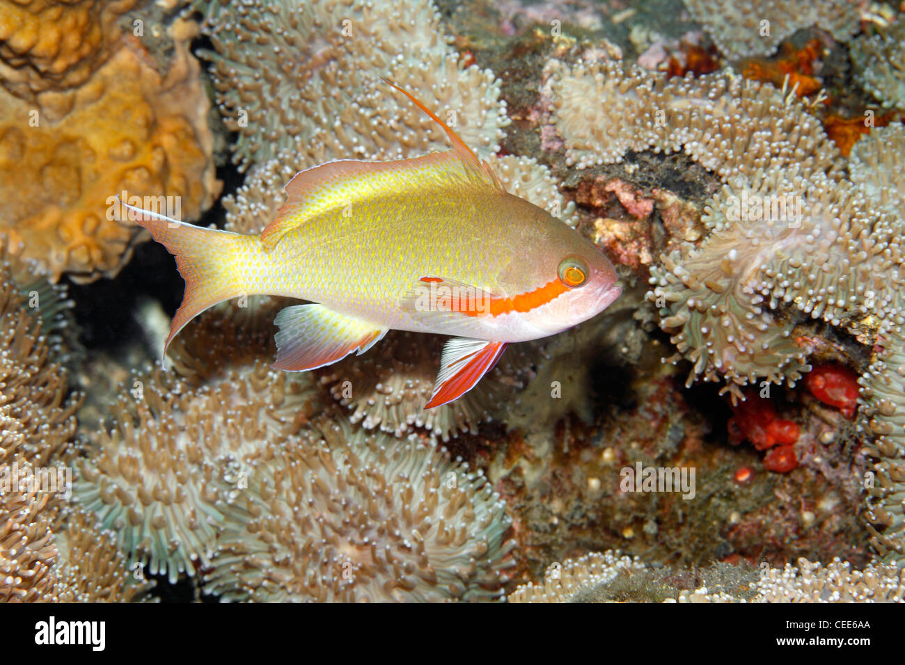 Männliche Threadfin Anthias, Pseudanthias, oder Basslet huchti, auch als Pseudanthias huchtii bekannt. Stockfoto