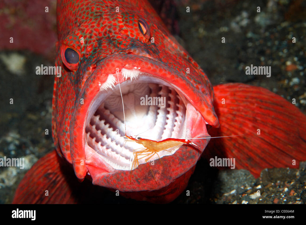 Tomate Kabeljau oder Tomate Grouper, Cephalopholis sonnerati, durch eine sauberere Garnele Lysmata amboinensis gereinigt. Stockfoto