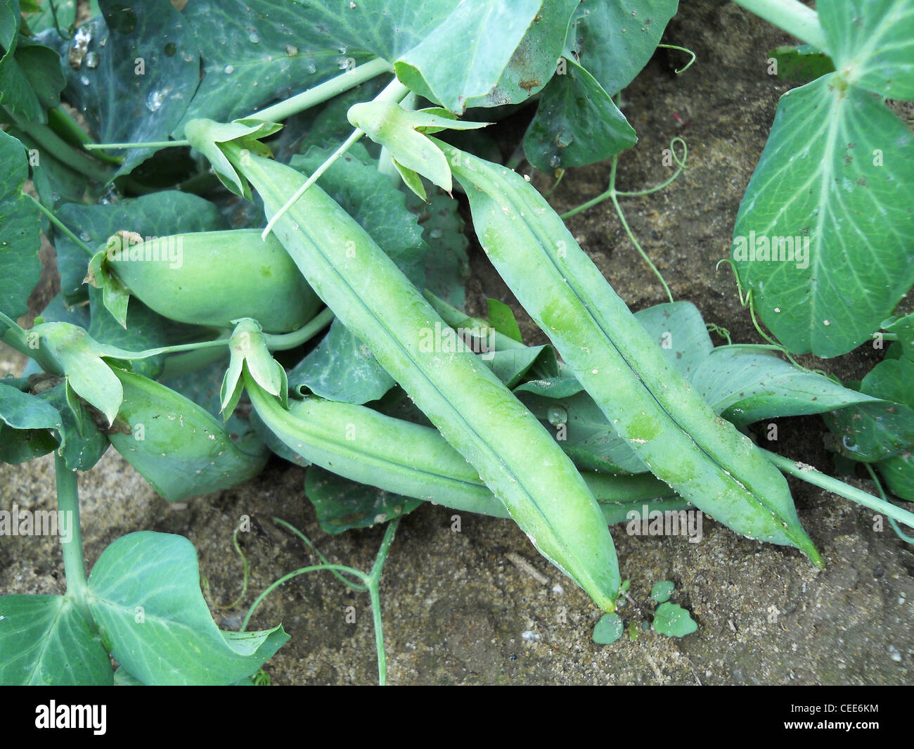 Erbsen, Erbsen, Bauernhof, Bob, Grün wachsen, Wachstum, frische, Stockfoto