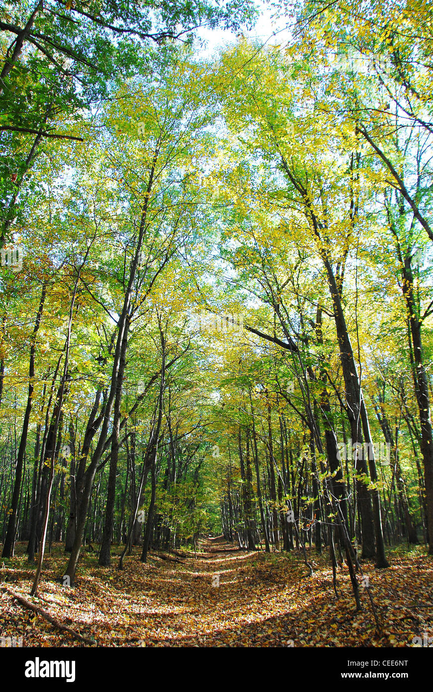 Wald, Park, Baum, Herbst, Herbst, Himmel, Natur, Farbe, gold Stockfoto
