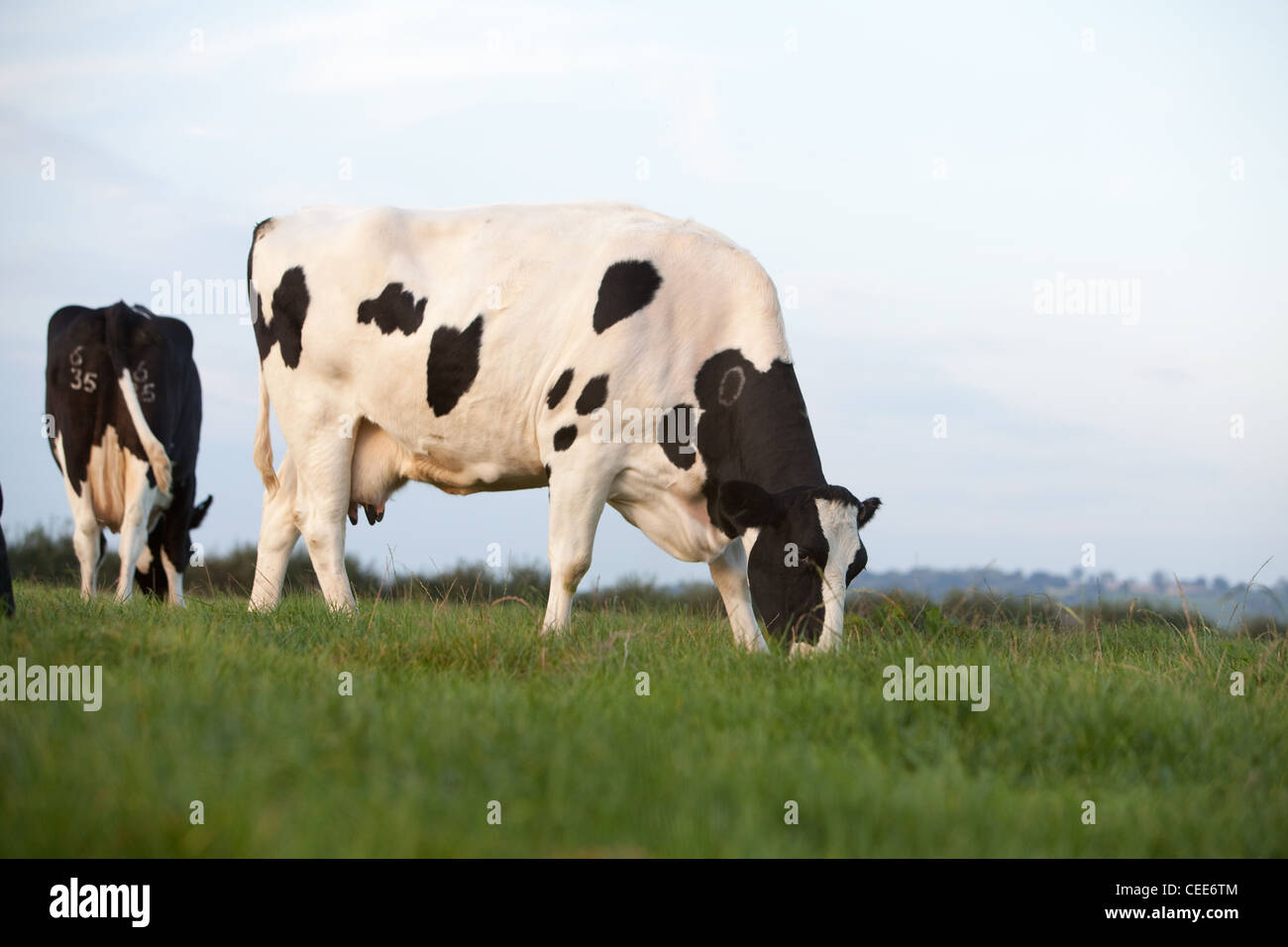 Holstein-Friesian Rinder (schwarz-weiß) an Brue Valley Farm in ...