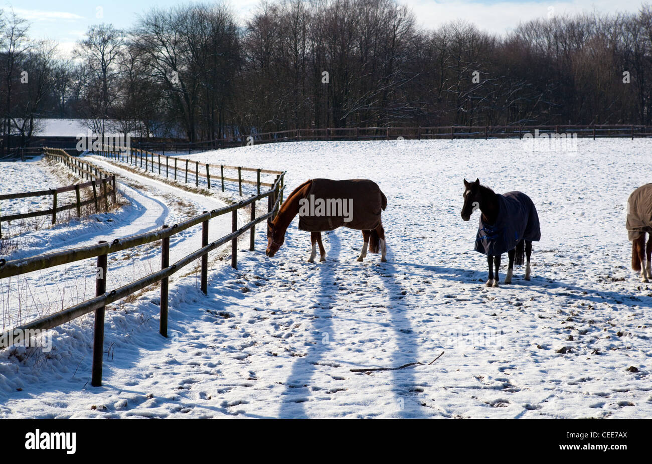 Pferde in Decken auf dem Schnee im freien Stockfoto