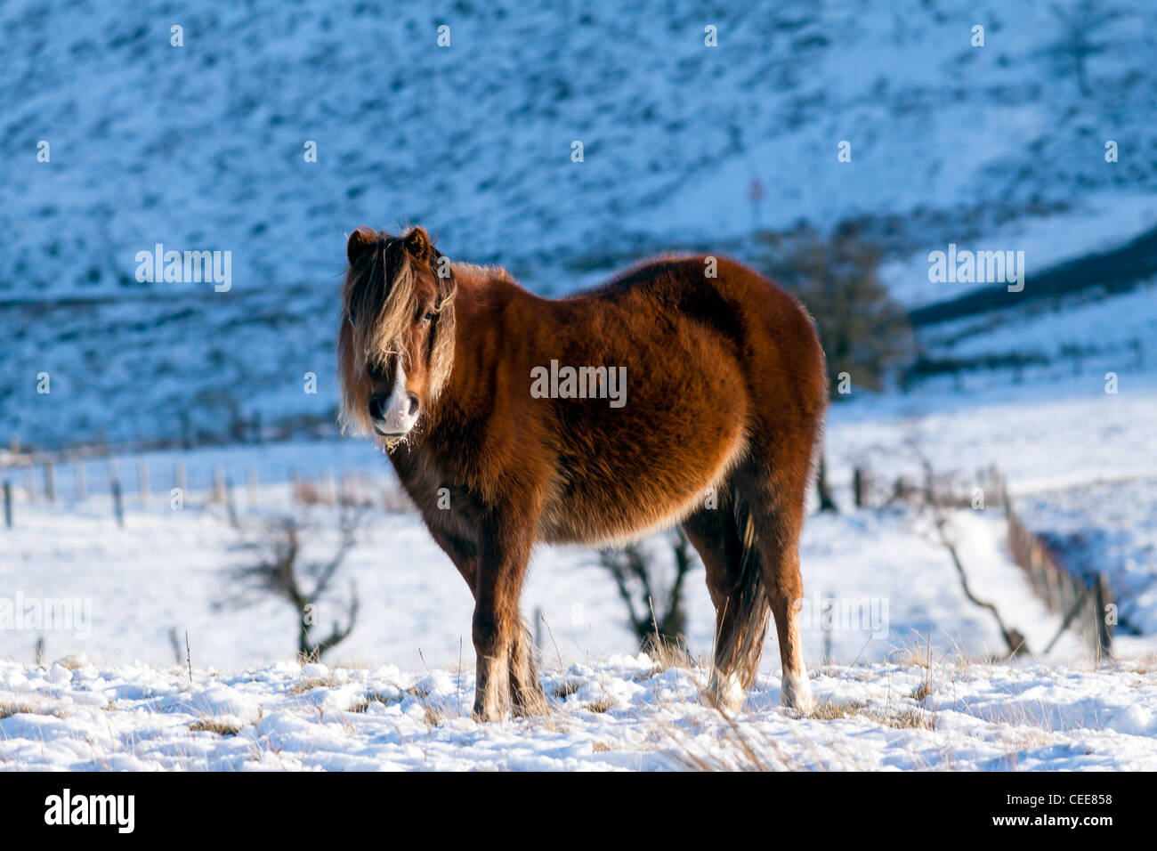 Ein wildes Pferd mit einem langen Wintermantel steht auf einem verschneiten Moor mitten im winter Stockfoto