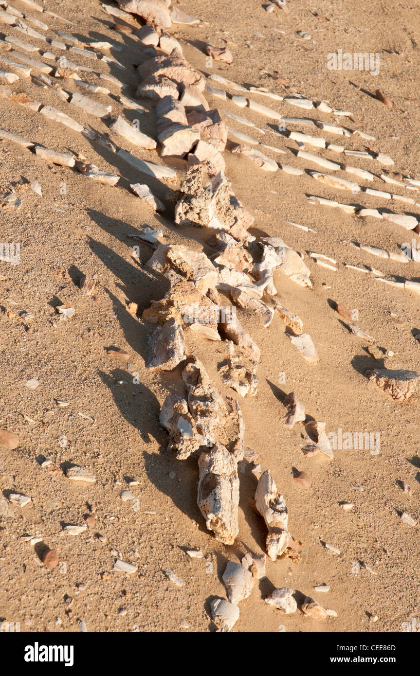 Walskelett ausgesetzt in Sand am Wadi El Hitan, Tal der Fossilien Stockfoto