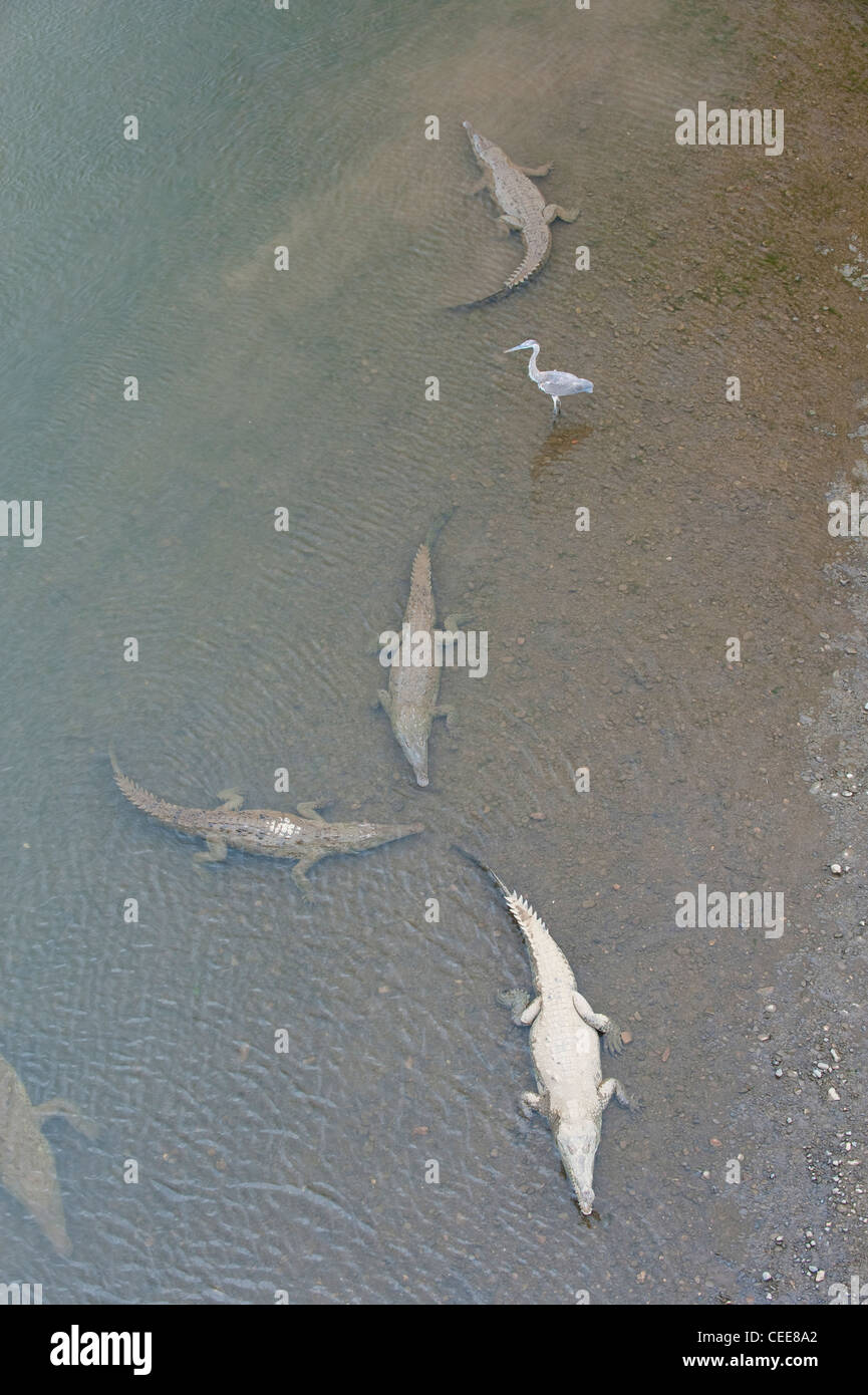 Krokodile in einem Fluss in Costa Rica Stockfoto