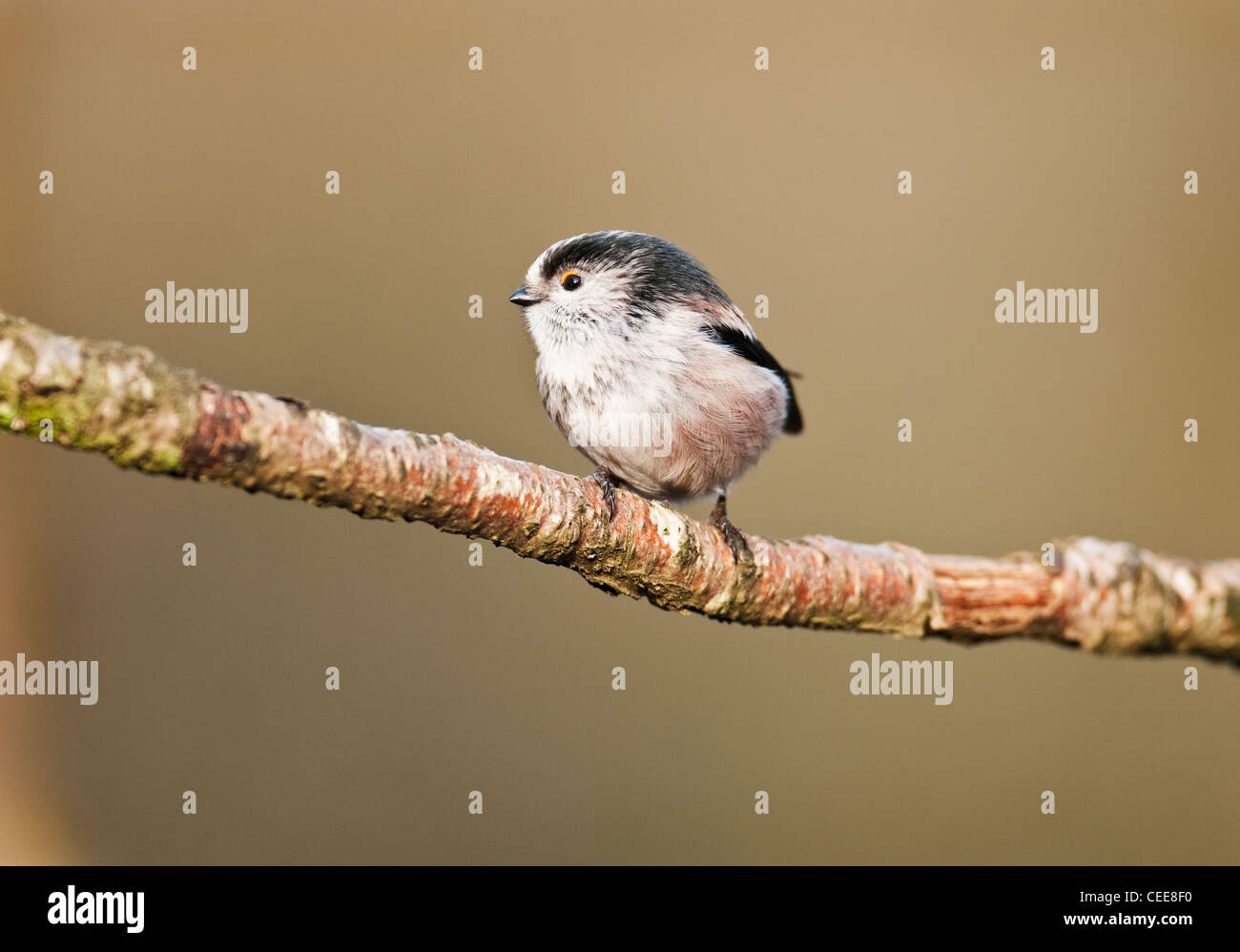 Ein Long-tailed Tit Aegithalos Caudatuson eine Niederlassung in einem Waldgebiet Lancashire Vereinigtes Königreich. Stockfoto