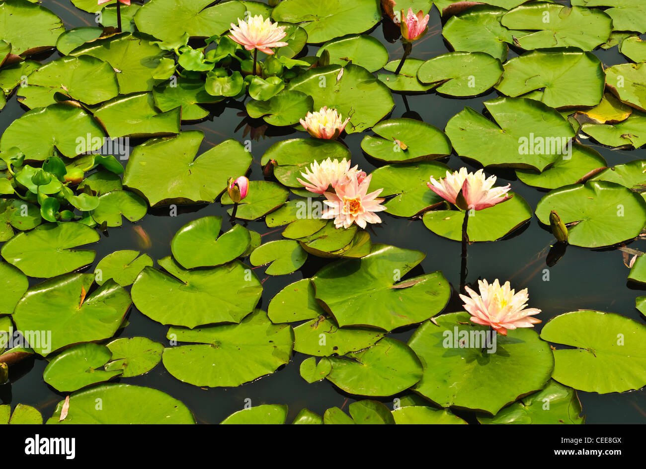 Blühende Wasser Lilien mit Seerosen in einem Teich in Oakville, Ontario Stockfoto