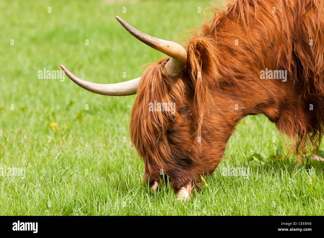 Highland Kuh Weiden nahe der Kopf mit fliegen Stockfoto