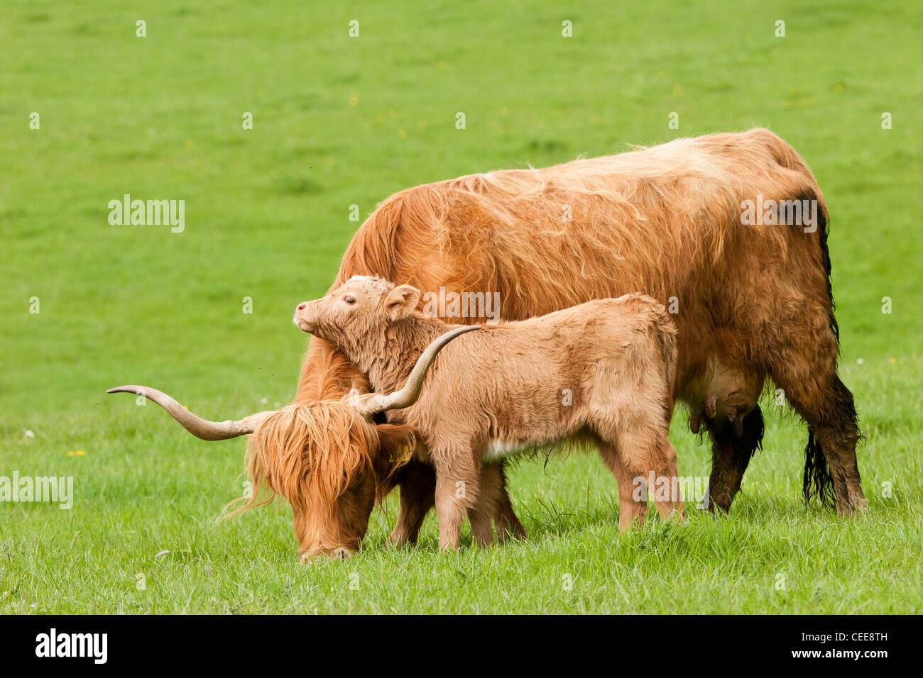 Highland Kuh mit liebevollen Kalb Stockfoto