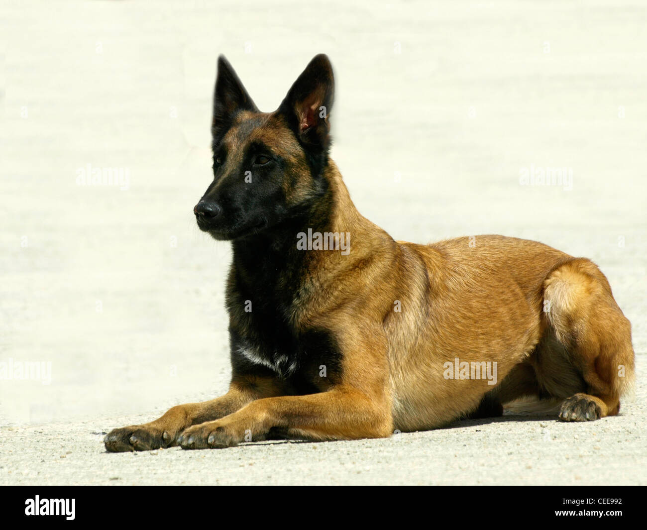 Polizeihund training Stockfoto