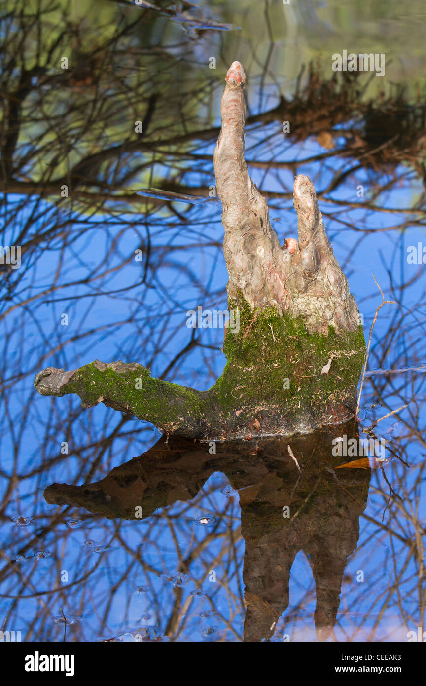 Zypresse Baumwurzel erstreckt sich von Wasser, ähnlich wie eine Hand ein Wassergeist (Georgia, USA). Stockfoto