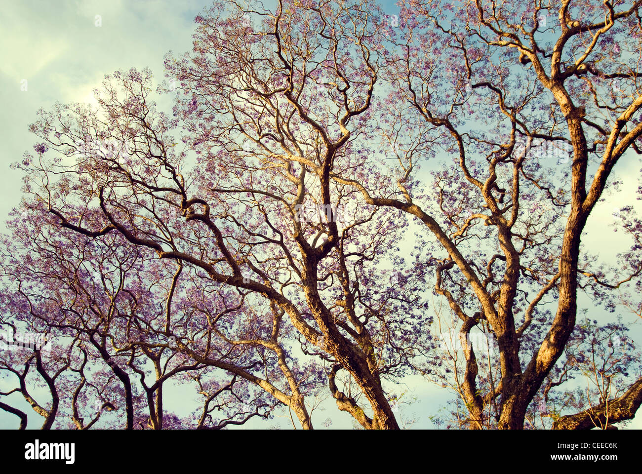 Jacaranda-Baum im Nachmittag Licht in Brisbane Australien Stockfoto