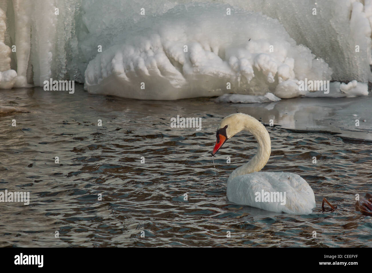Winter-Schwan auf Wasser und Eis auf Hintergrund Stockfoto
