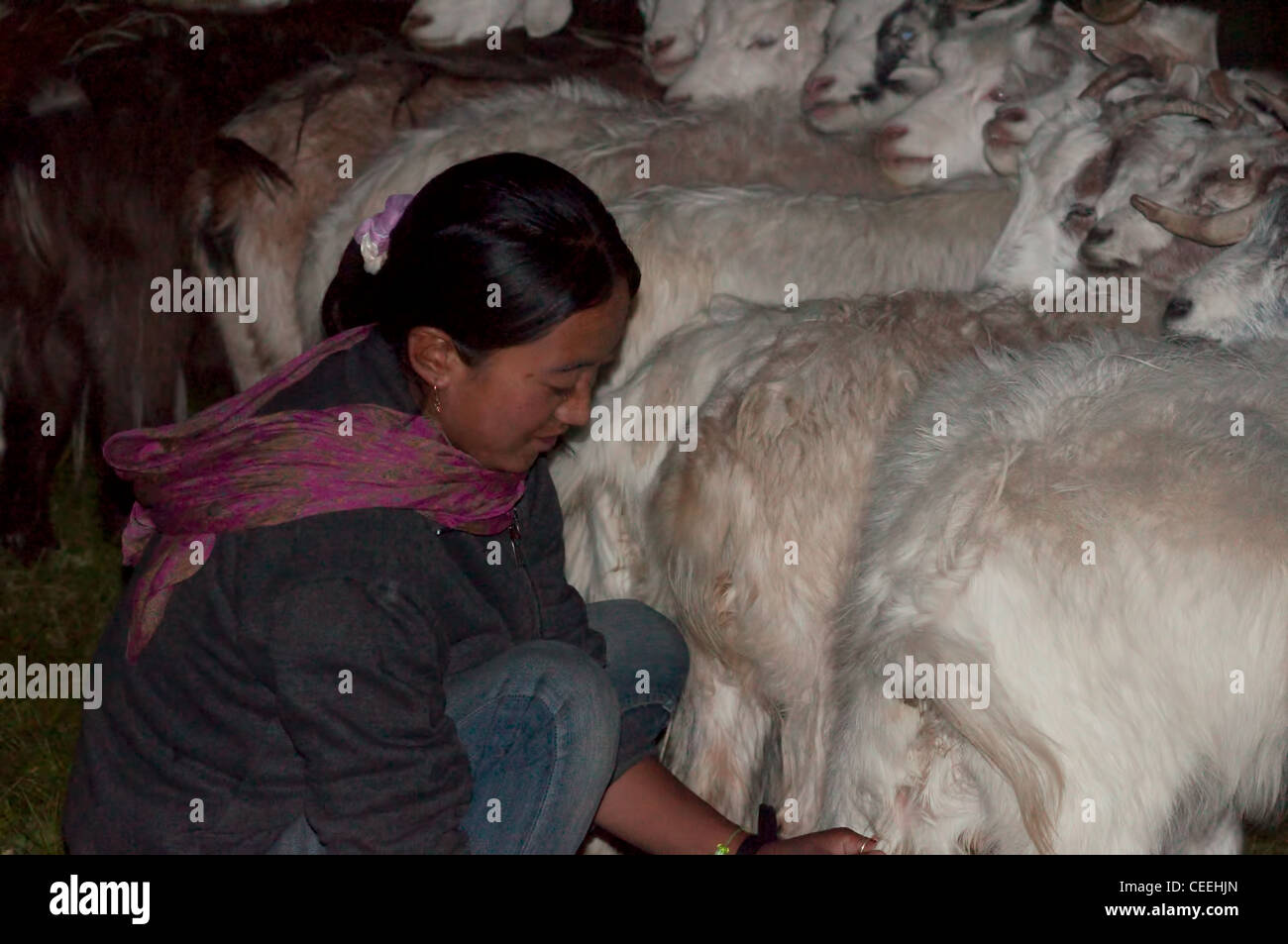 Lebensweise der Nomaden von Chanthang in Ladakh Aufzucht Pashmina Stockfoto