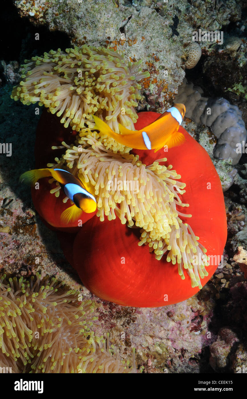 Clownfische und rote Anemone, Rotes Meer Stockfoto