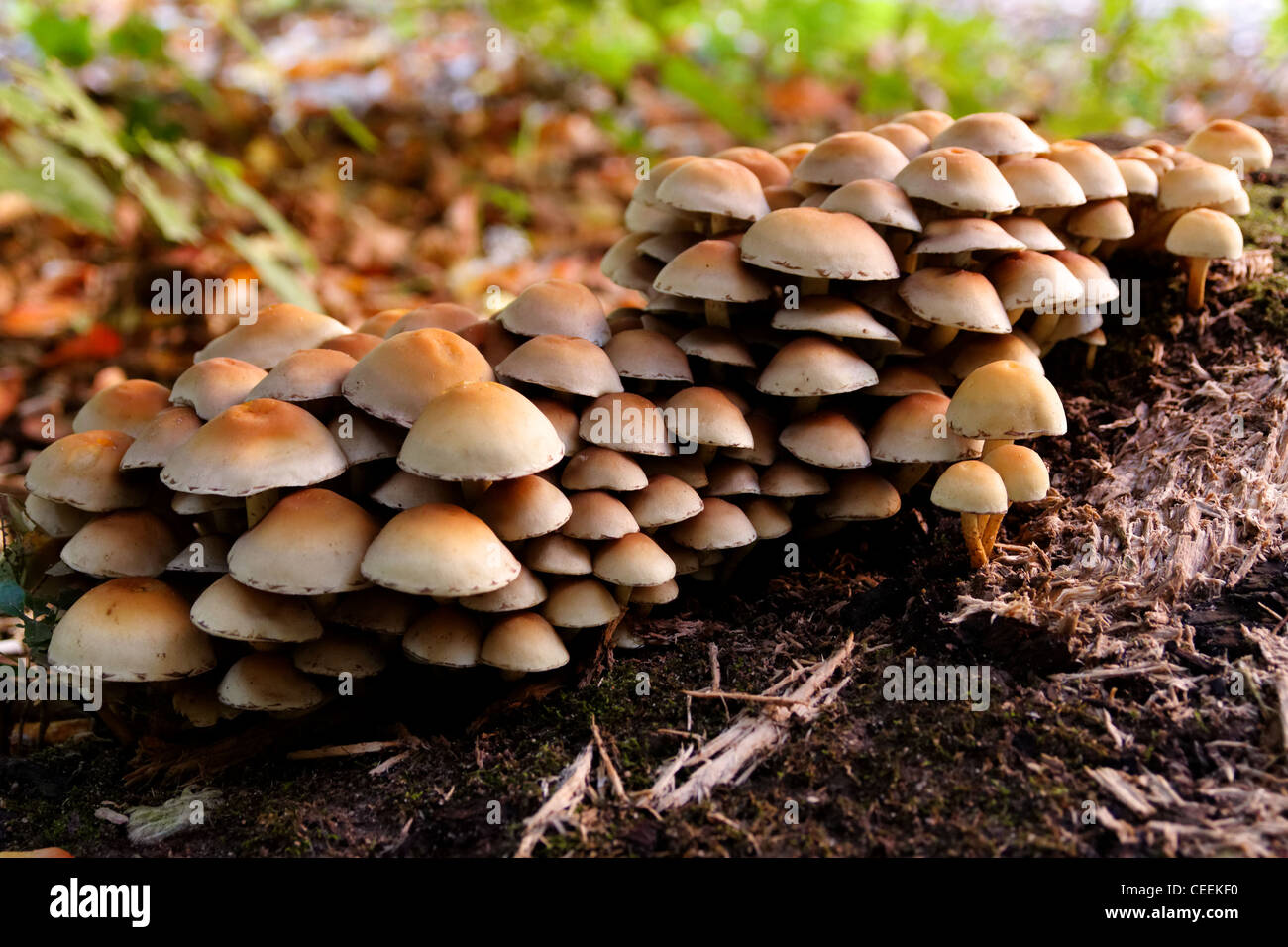 Ein Patch von blass Pilze wachsen auf dem Waldboden im Herbst. Stockfoto