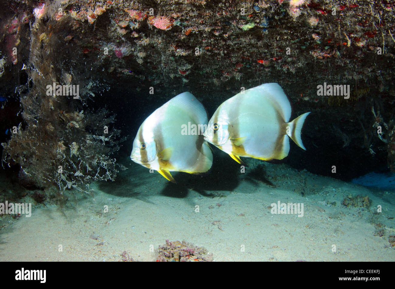 Fledermausfische bei Schiffbruch, Rotes Meer Stockfoto