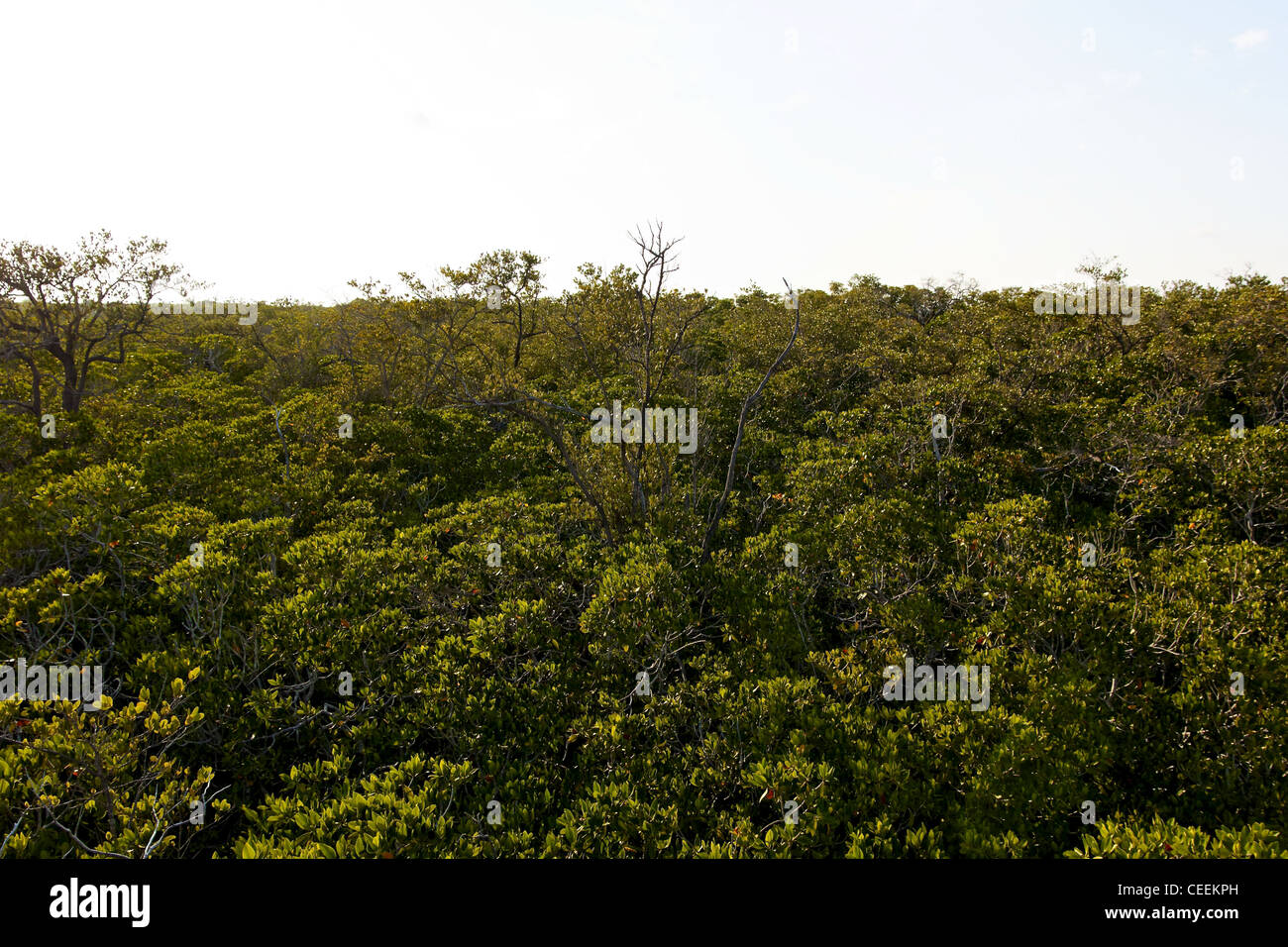 Blick auf scheinbar grenzenlosen Mangrovenwälder in Florida, USA. Stockfoto