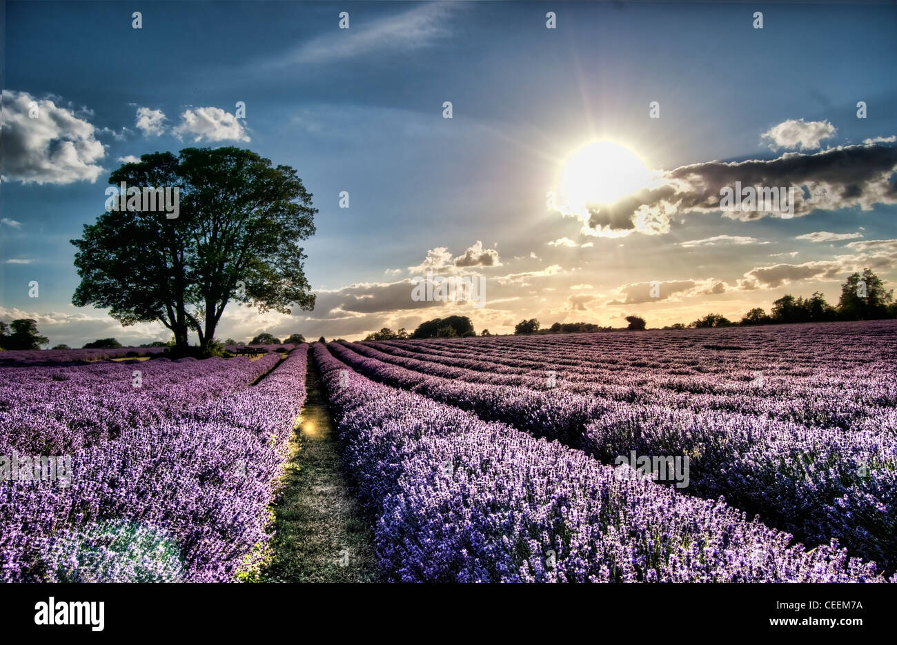 Ein einziger Baum in einem Feld voller atemberaubender Lila Lavendel. Stockfoto