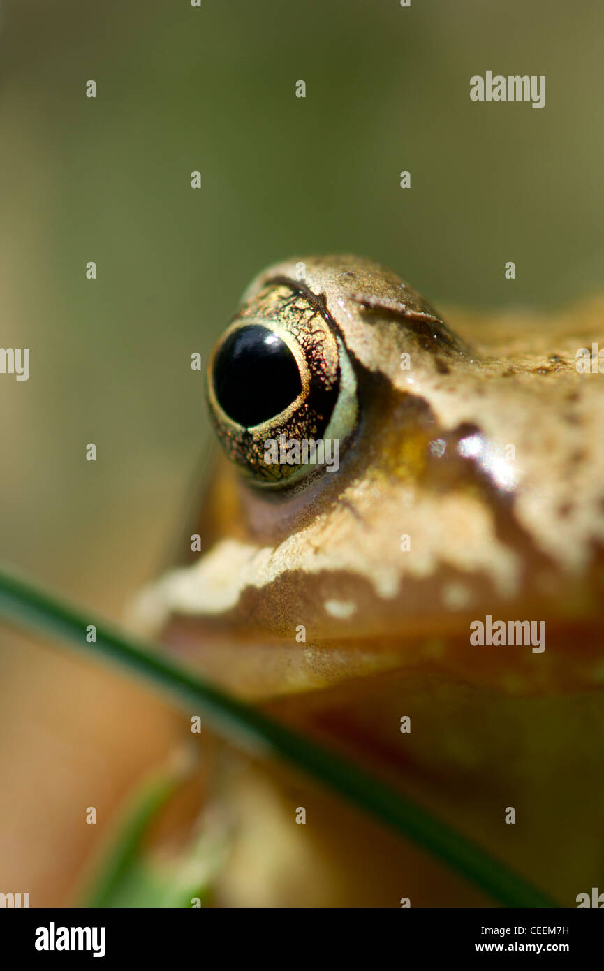 Gemeinsamen Frosch Auge Stockfoto