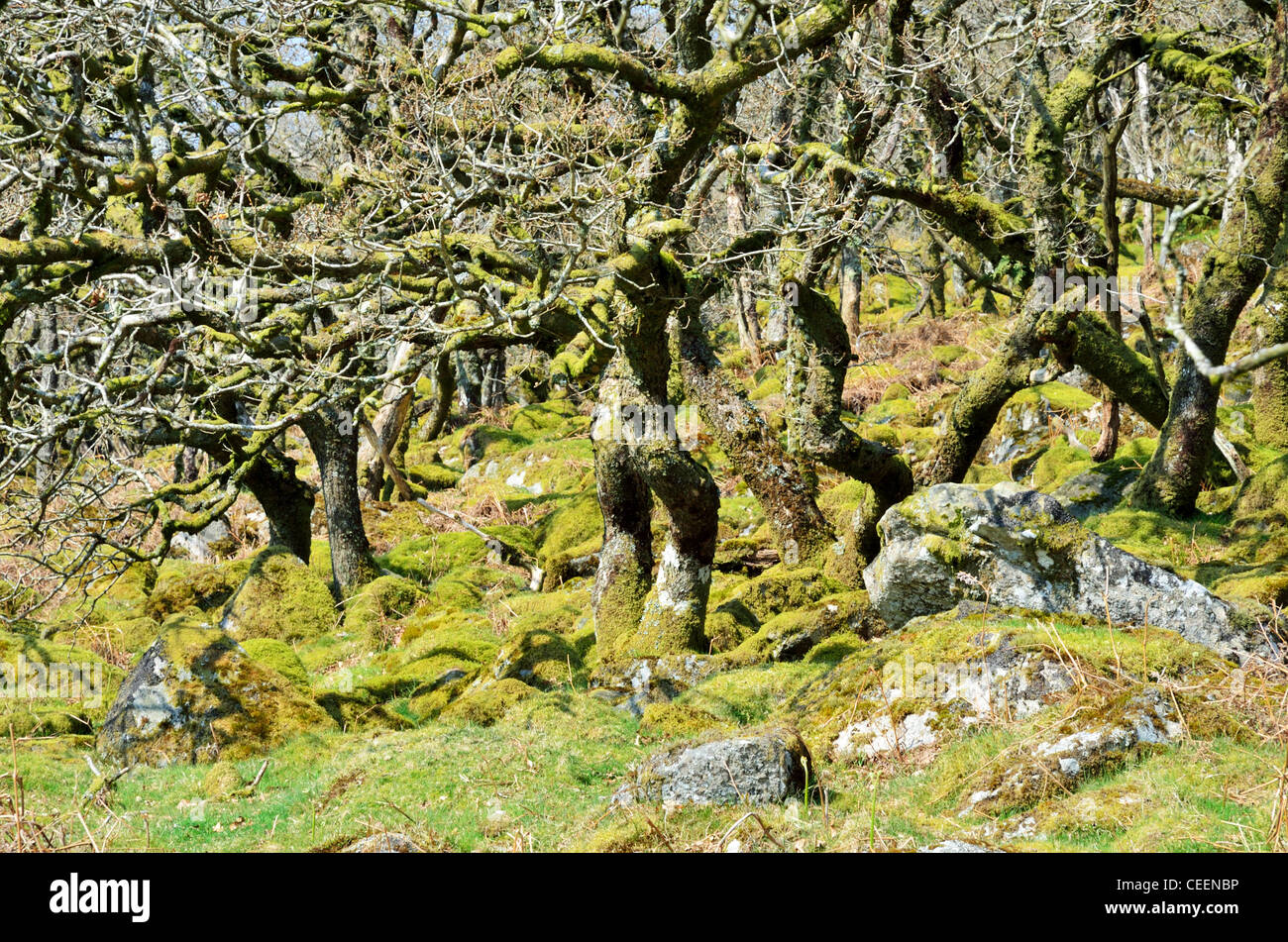 Verkümmert Eichenholz in schwarz-a-Tor Wäldchen, Dartmoor, Devon Stockfoto