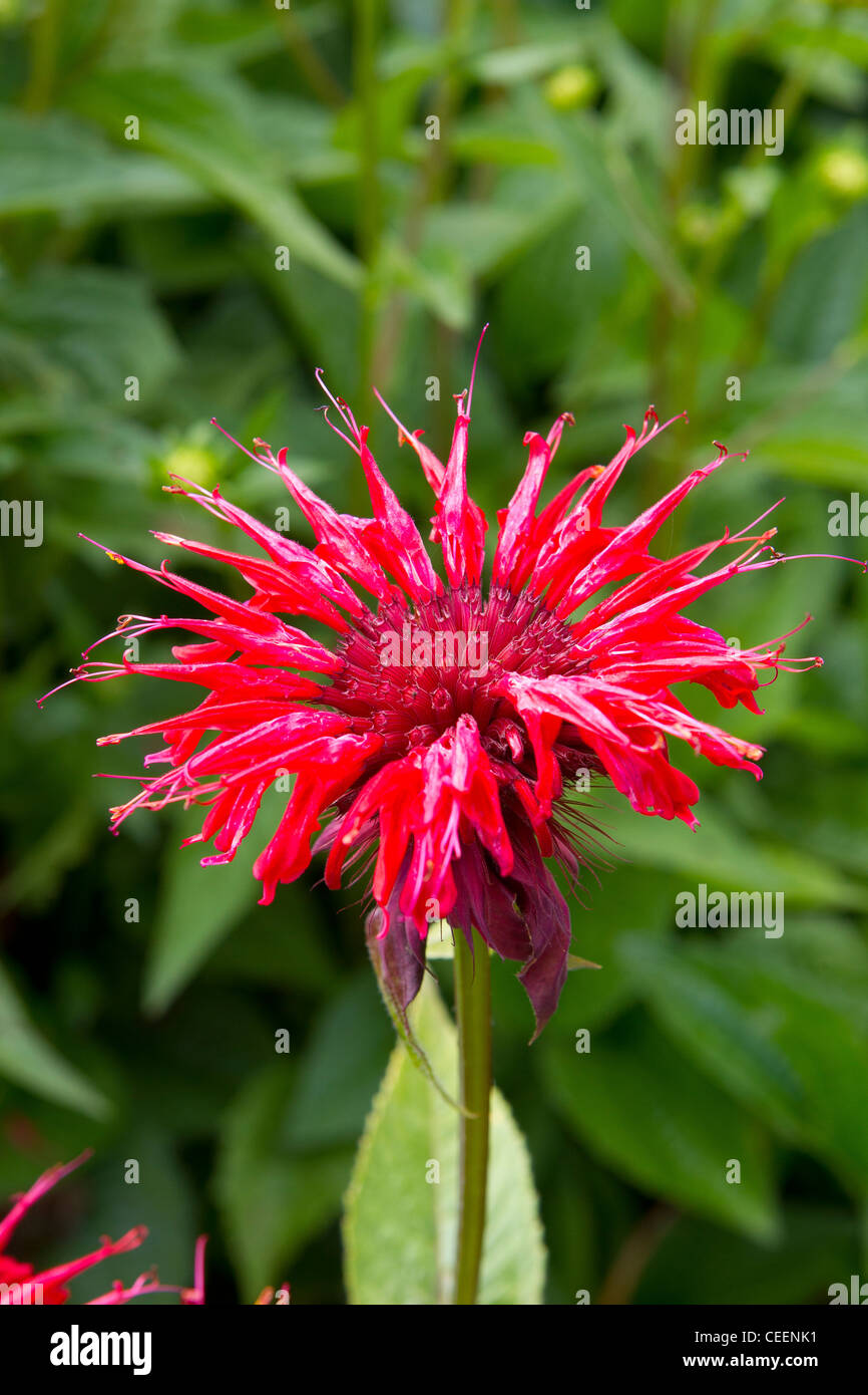 Monarda Didyma Scarlet Beebalm Blume Nahaufnahme Stockfoto
