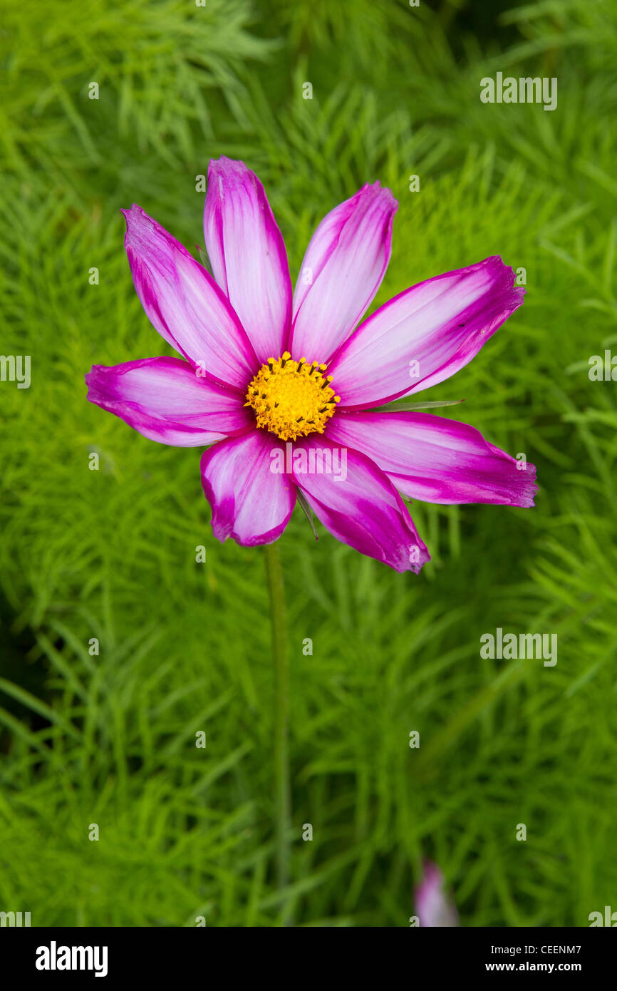 Pink daisy aster Blume Stockfoto