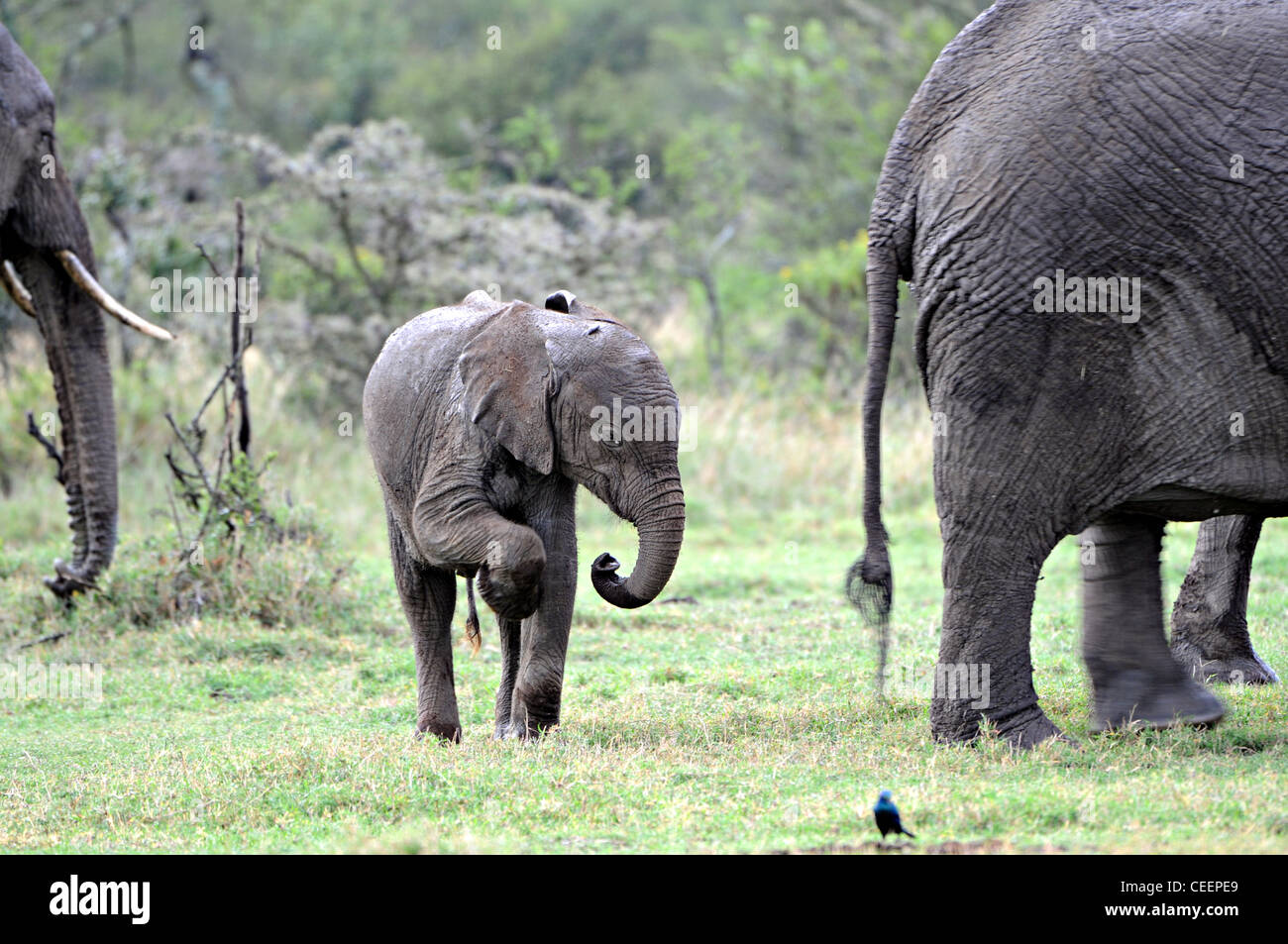 Baby Elefant, Masai Mara, Kenia Stockfoto