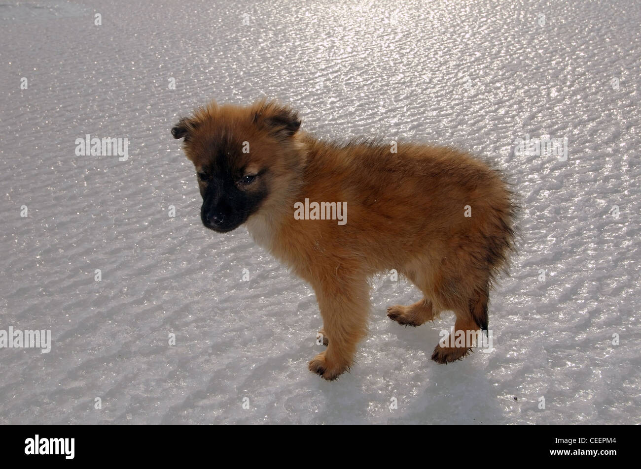 Der kleine rote Hund sitzt auf dem Eis Stockfoto