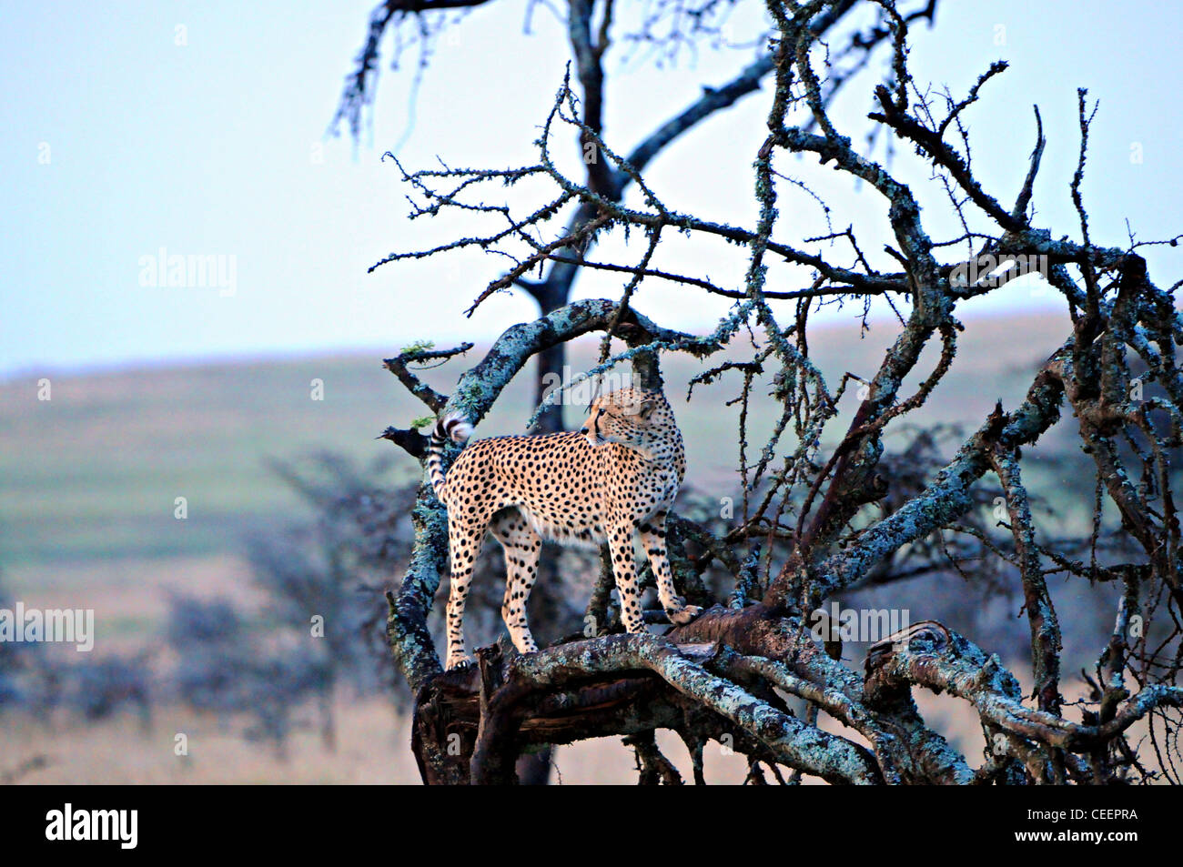 Gepard im Baum, Laikipia, Kenia Stockfoto